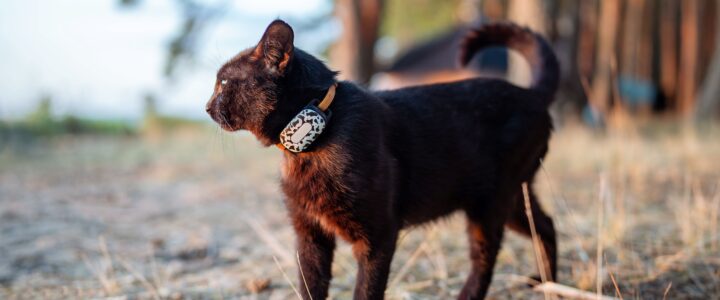 Mini GPS-Tracker: Revolution in der Ortungstechnologie Mini GPS-Tracker: Revolution in der Ortungstechnologie